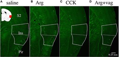 Common Hepatic Branch of Vagus Nerve-Dependent Expression of Immediate Early Genes in the Mouse Brain by Intraportal L-Arginine: Comparison with Cholecystokinin-8